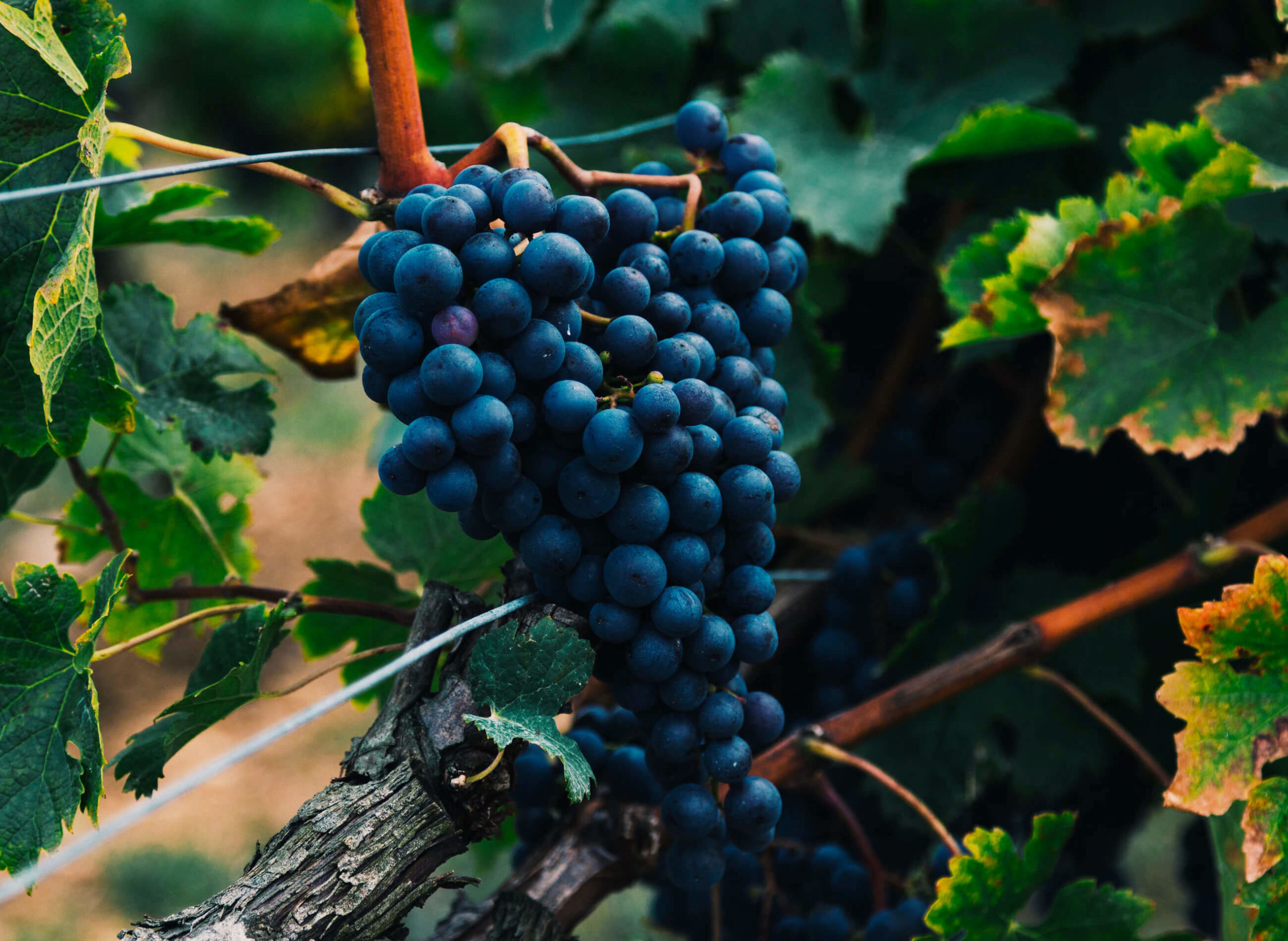 Grapes